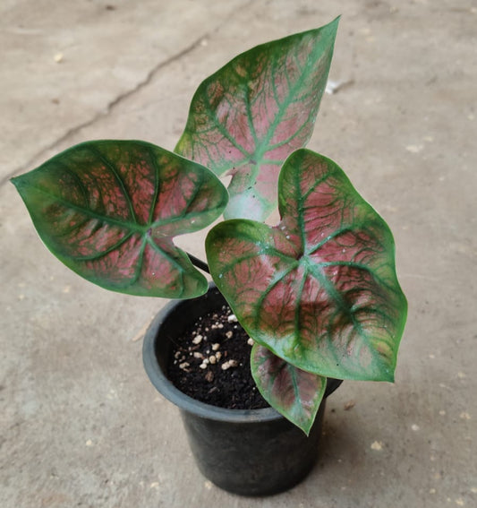 Caladium