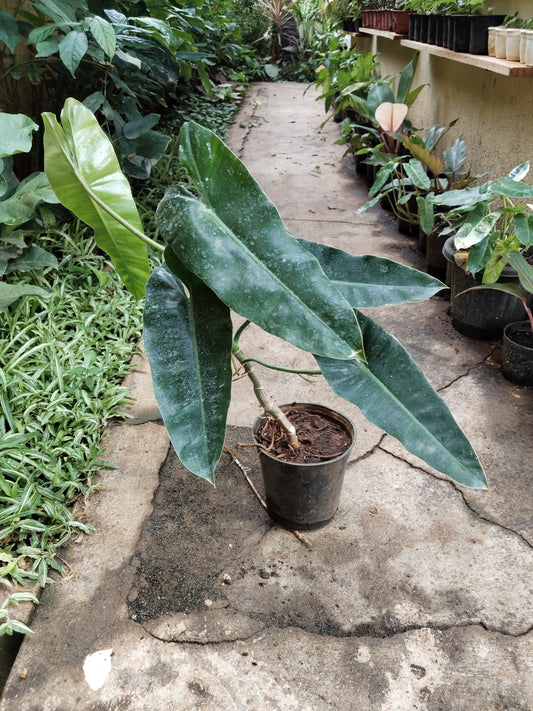 Philodendron Kerala Hybrid