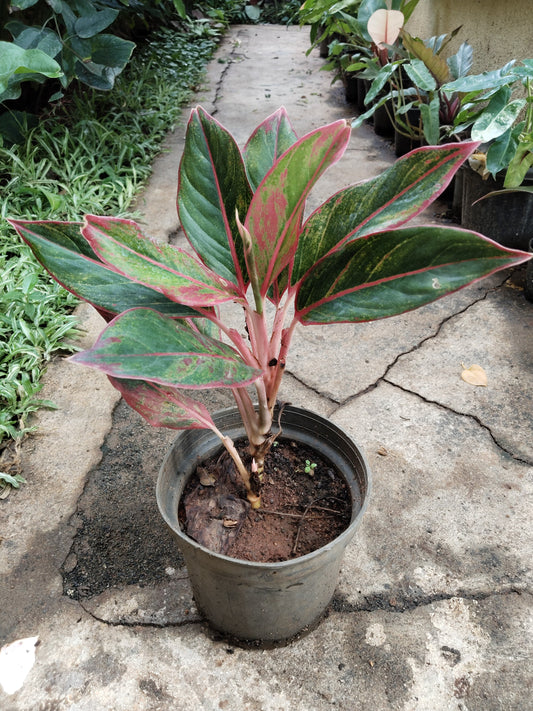 Aglaonema Red Lipstick