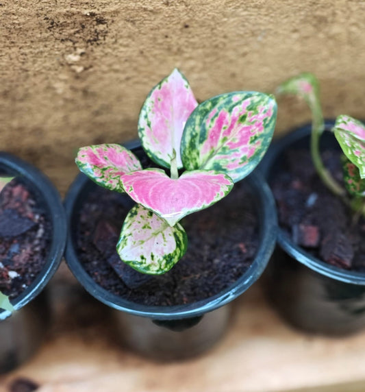 Aglaonema Combo