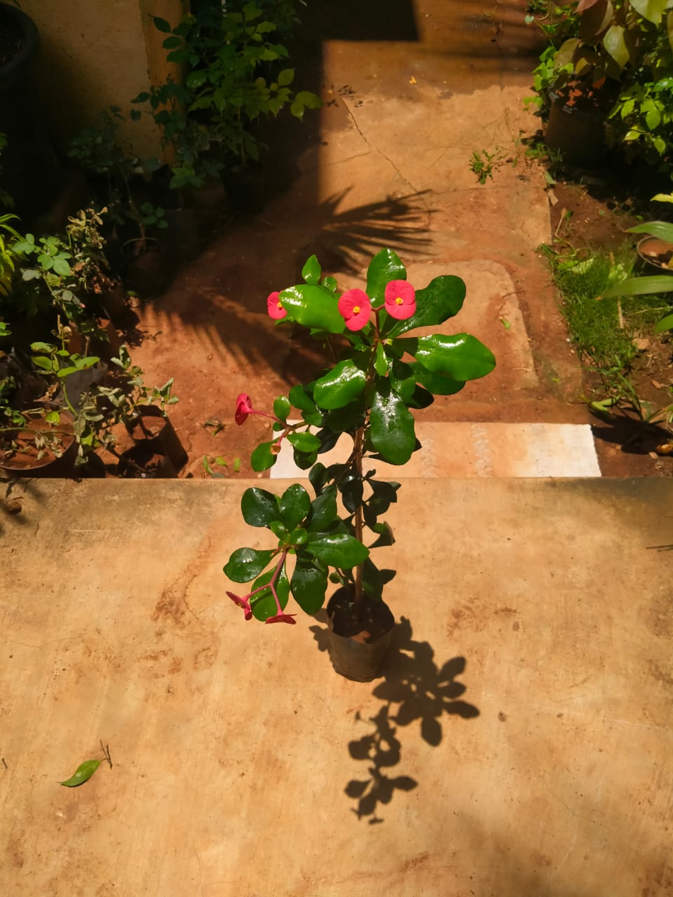 Euphorbia geroldii