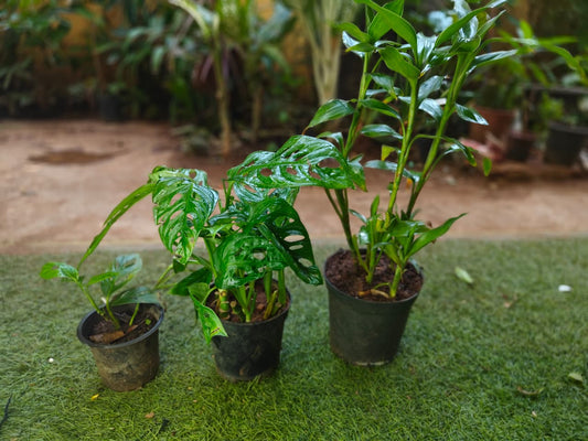 Independence  day indoor plant  combo