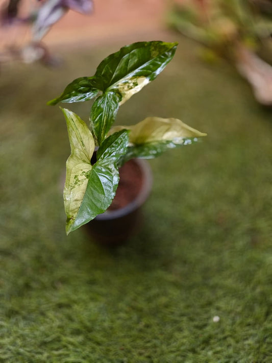 Syngonium Albo