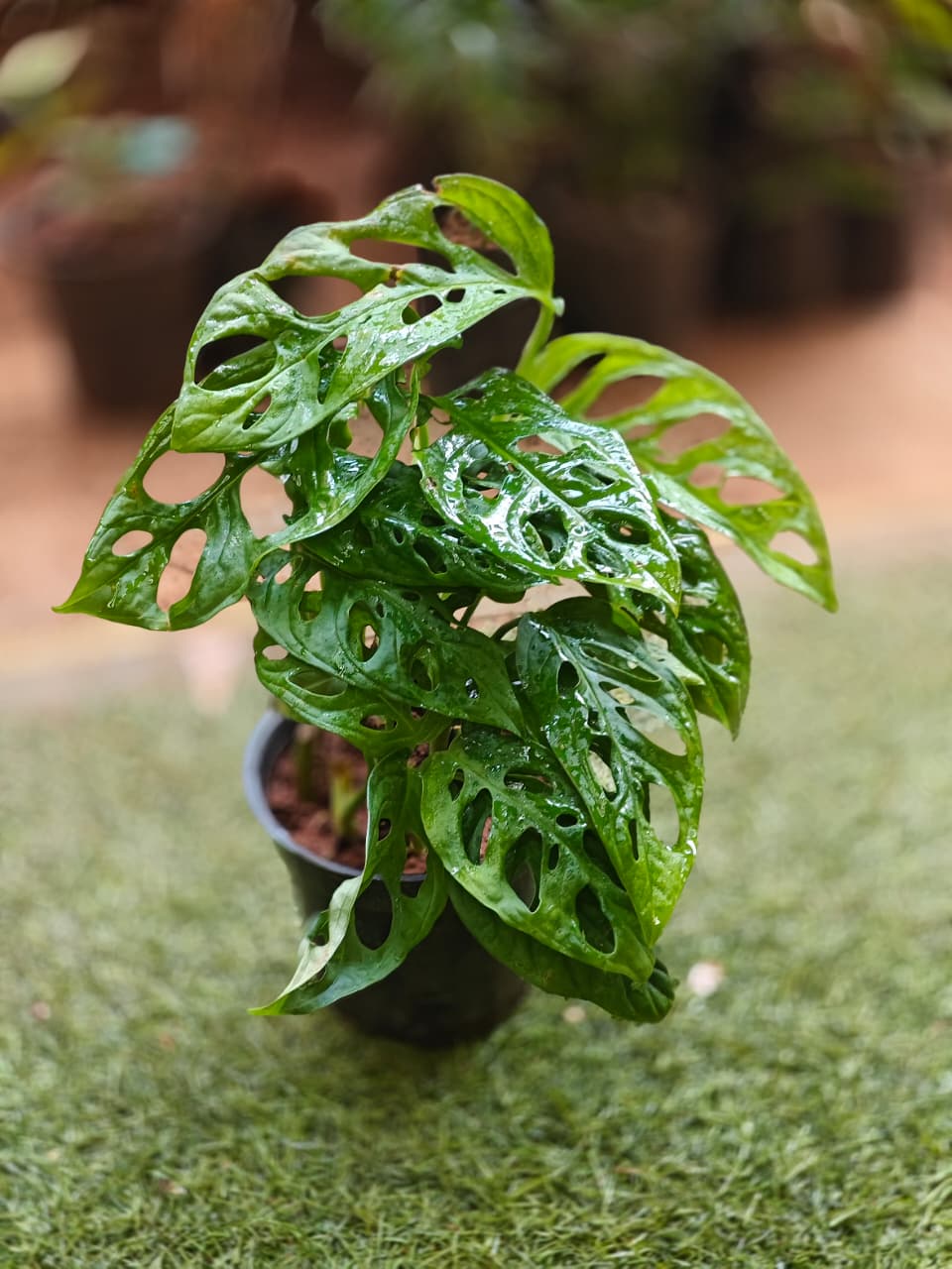 Monstera Adansoni