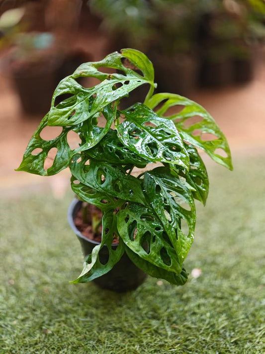 Monstera Adansoni