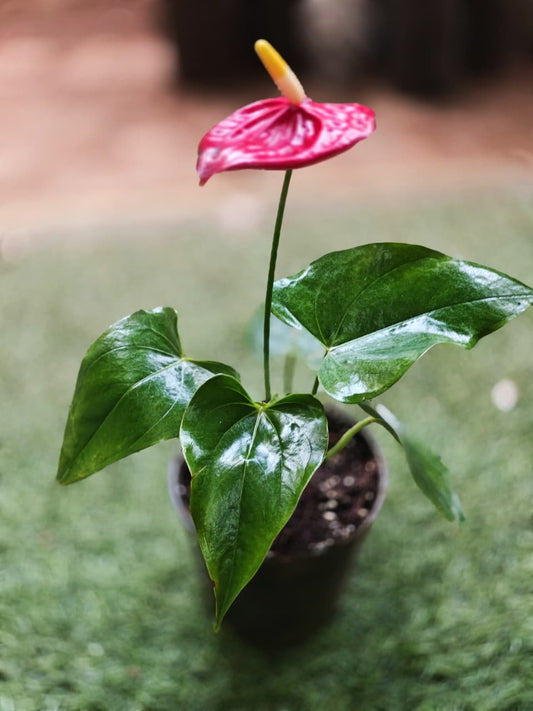 Anthurium plant