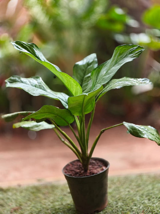 Aglaonema dove (L size)