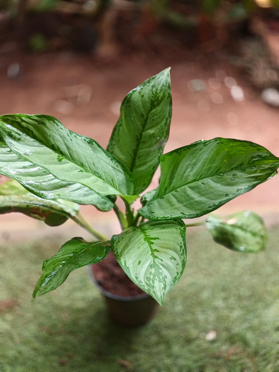 Aglaonema dove (L size)
