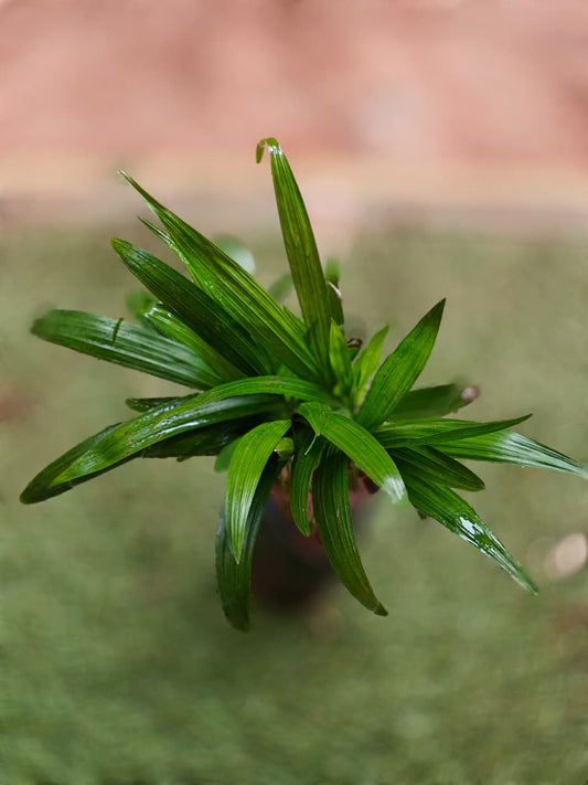Areca Palm Small 6 inch