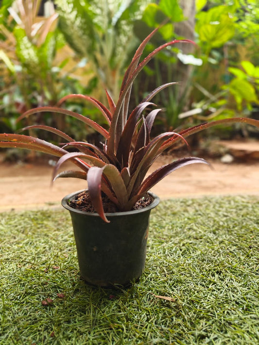 Bilbergia