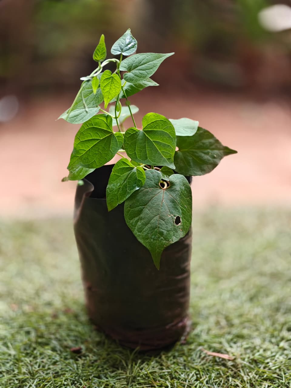 Kodi sampangi - Tonkin jasmine