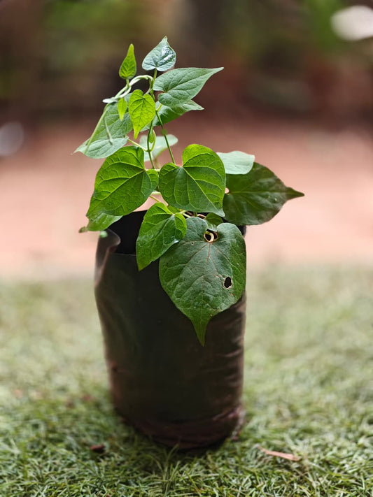 Kodi sampangi - Tonkin jasmine