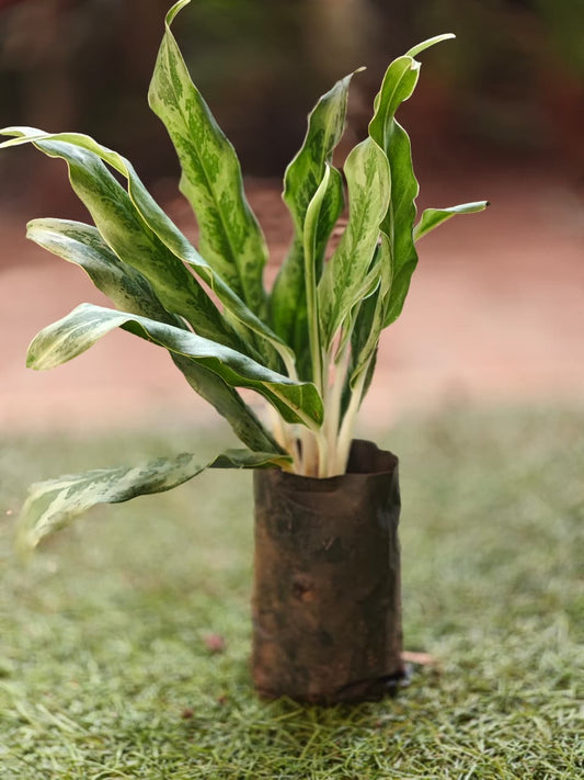Aglaonema grey hound
