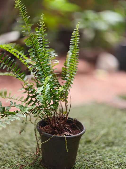 Sword Fern -  Nephrolepis exaltata