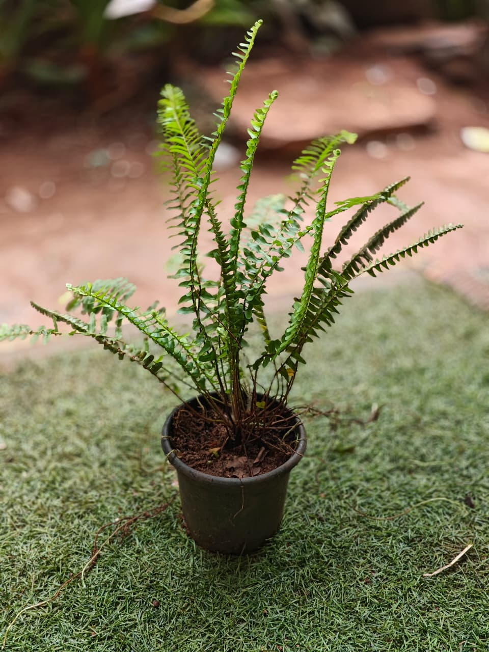 Sword Fern -  Nephrolepis exaltata