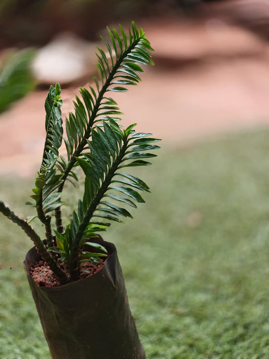 Pedilanthus Tithymaloides- ZigZag plant