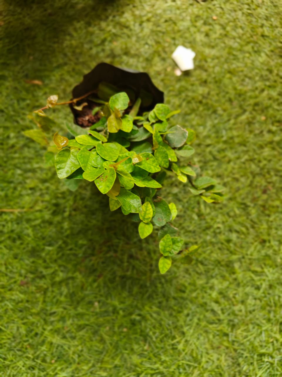 Ficus plumila- creeping fig ivy creeper