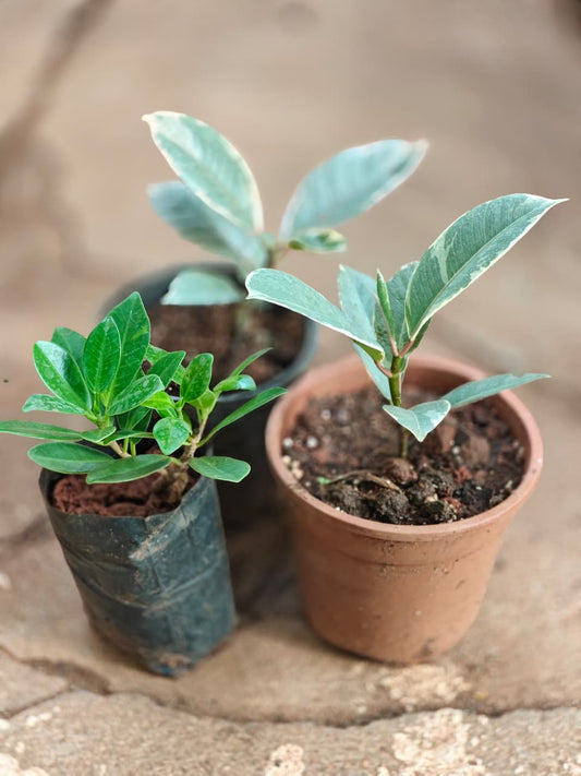 225 Rubber plant combo