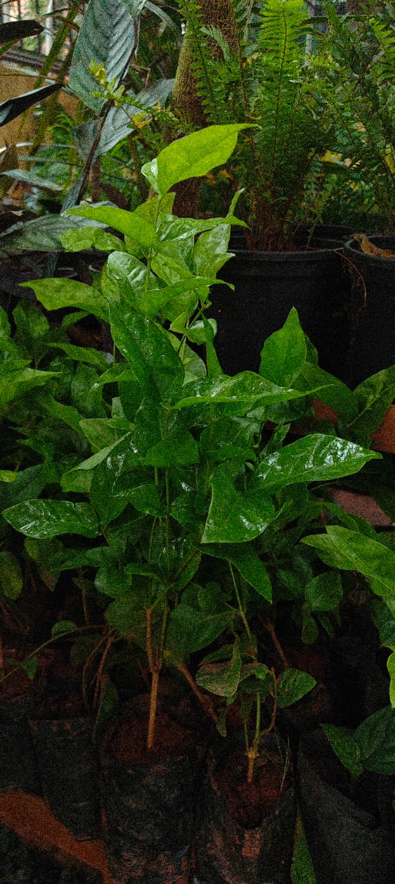 Iruvatchi jasmine