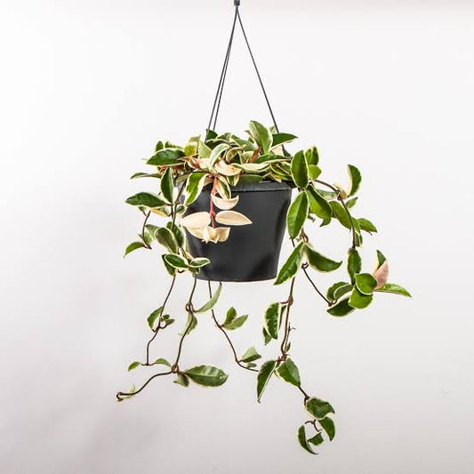 Hoya Carnosa varigated