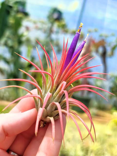 Air Plant Tillansia ionantha