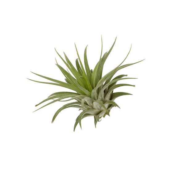 Air Plant Tillansia ionantha