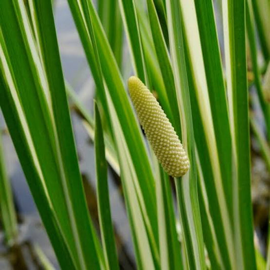 Water Bamboo Acorus gramineus
