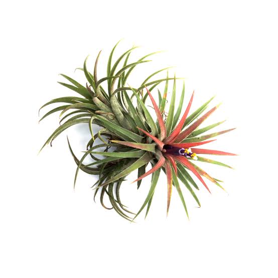 Air Plant Tillansia ionantha