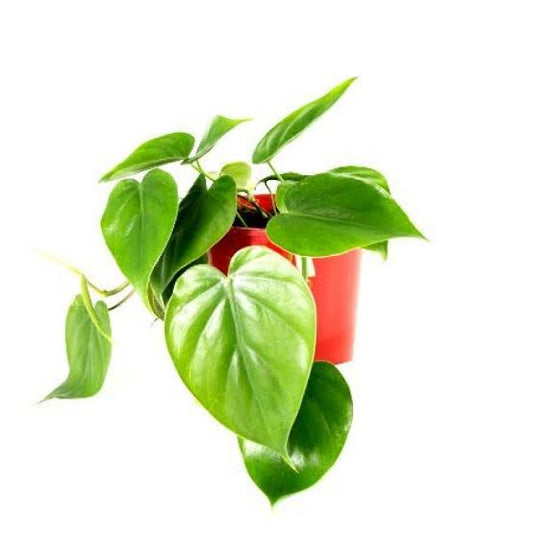 Philodendron Oxycardium Green