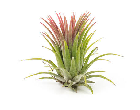 Air Plant Tillansia ionantha