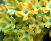 Kodi sampangi - Tonkin jasmine