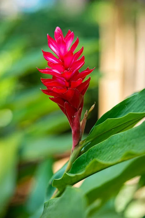 Pink ginger (alpinia purpurata)