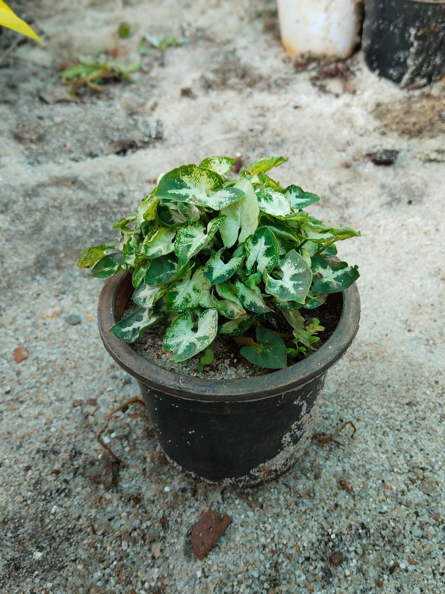 Syngonium podophyllum