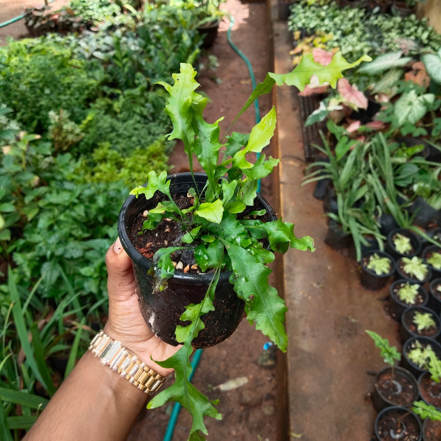 Hawaiian Sunshine Fern