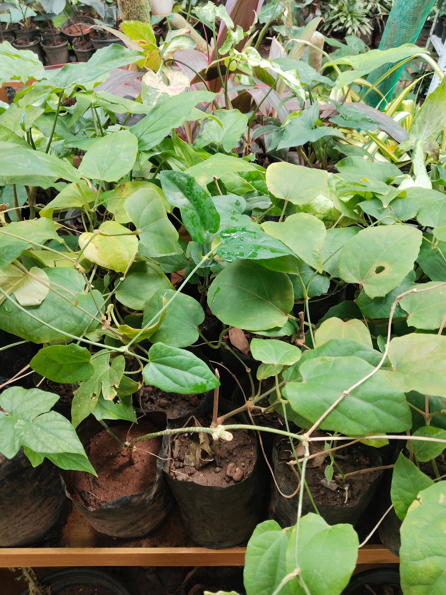 Thunbergia grandiflora