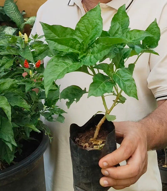 Kanthari Chilli Plant