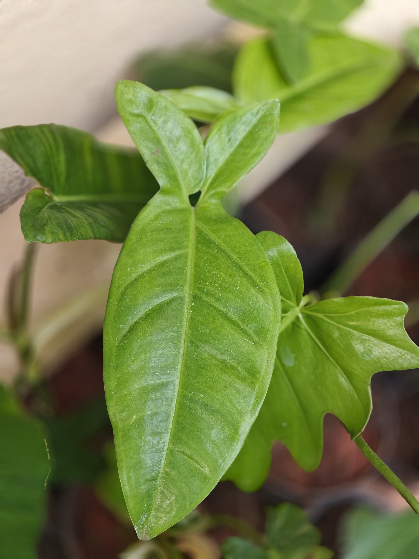 Syngonium bunny years