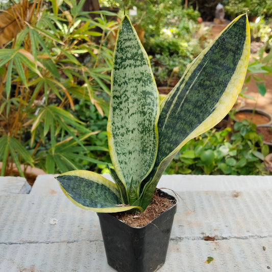 Dracaena Trifasciata Snake plant