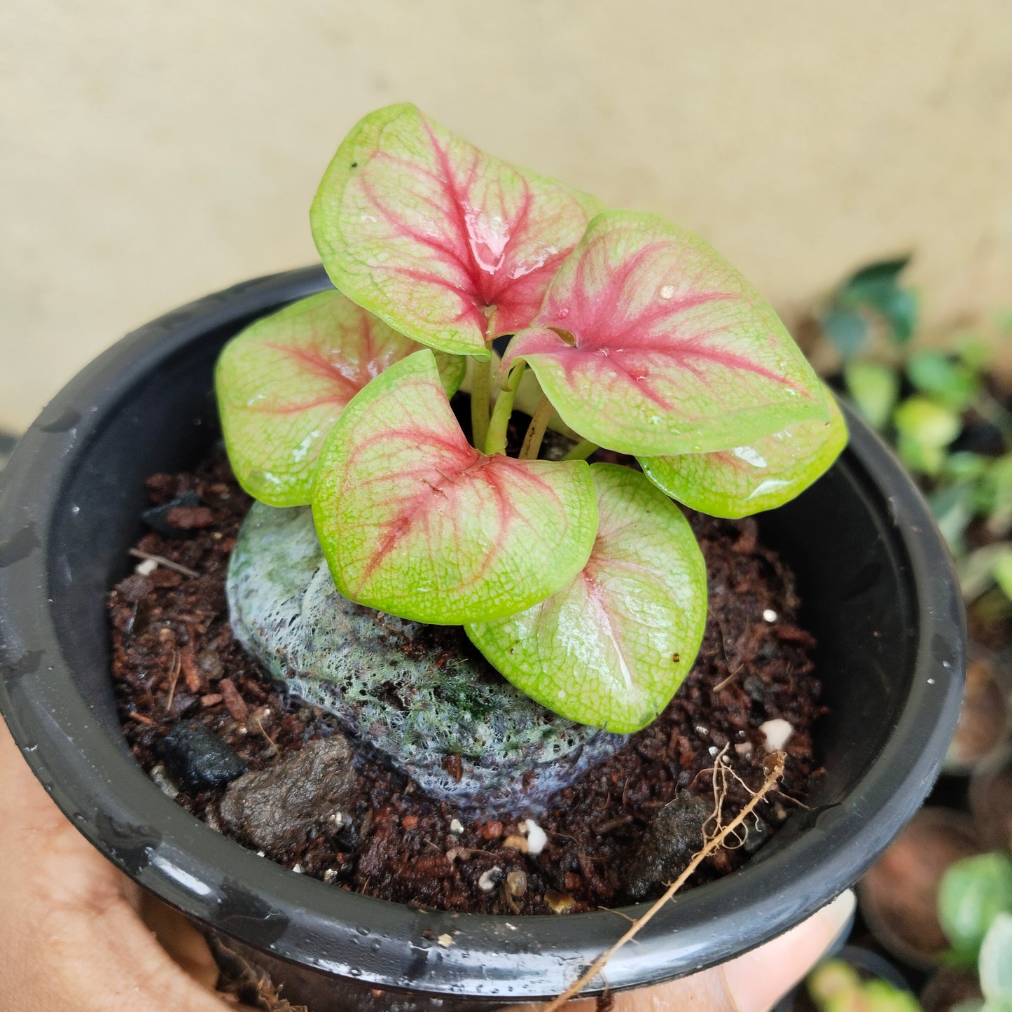 Caladium Bud Bicolour