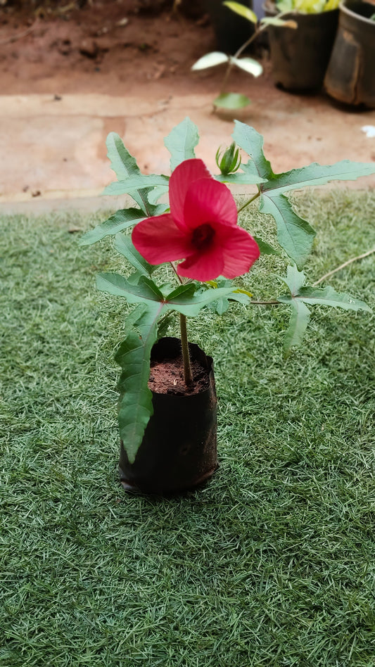 Cranberry Hibiscus (vendaka sembaruthi)