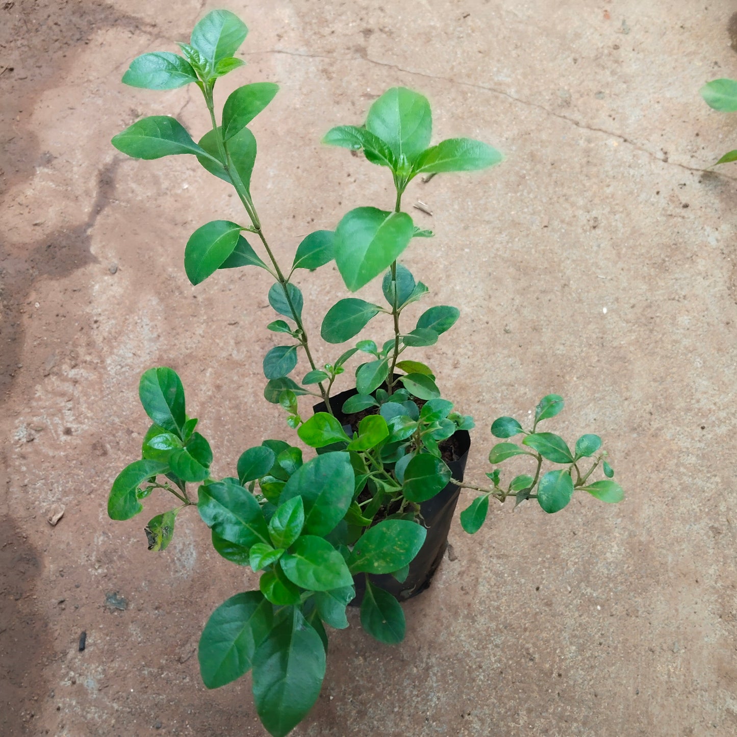 Creeping December Plant/Barleria Red December plant