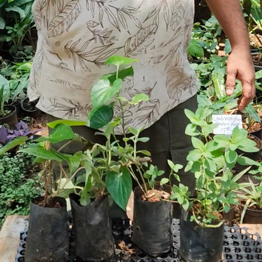 Summer Medicinal Plants Combo