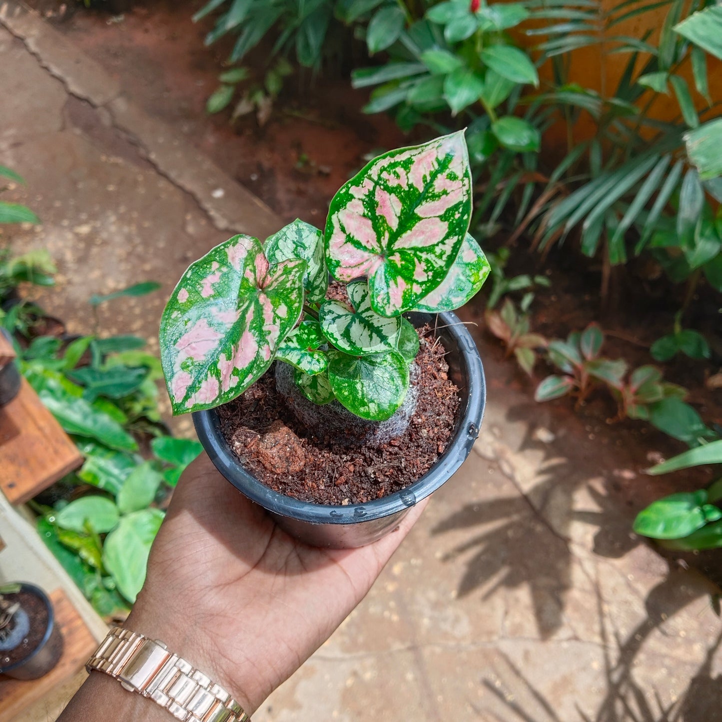Caladium Hot Pink
