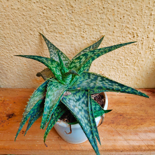 Aloe Green Cactus