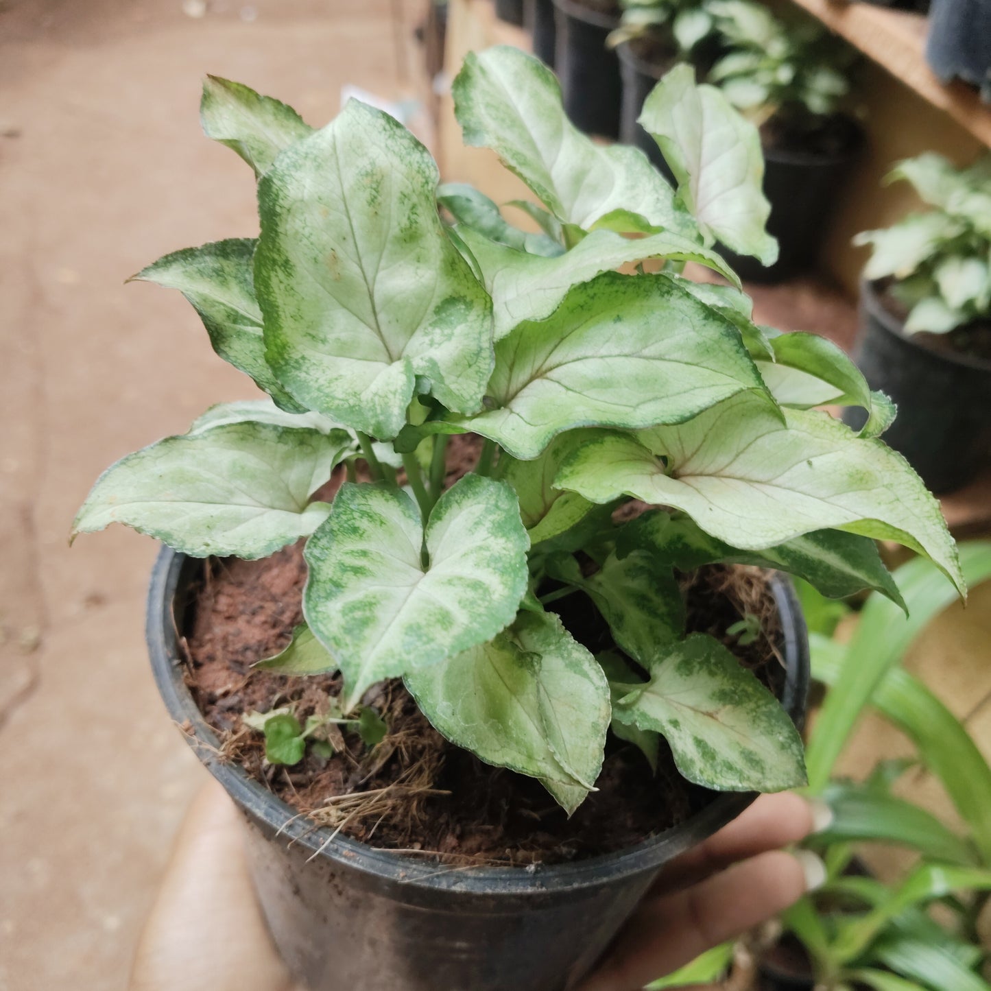 Syngonium Pixie