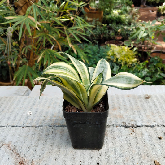 Sansevieria trifasciata Snake plant