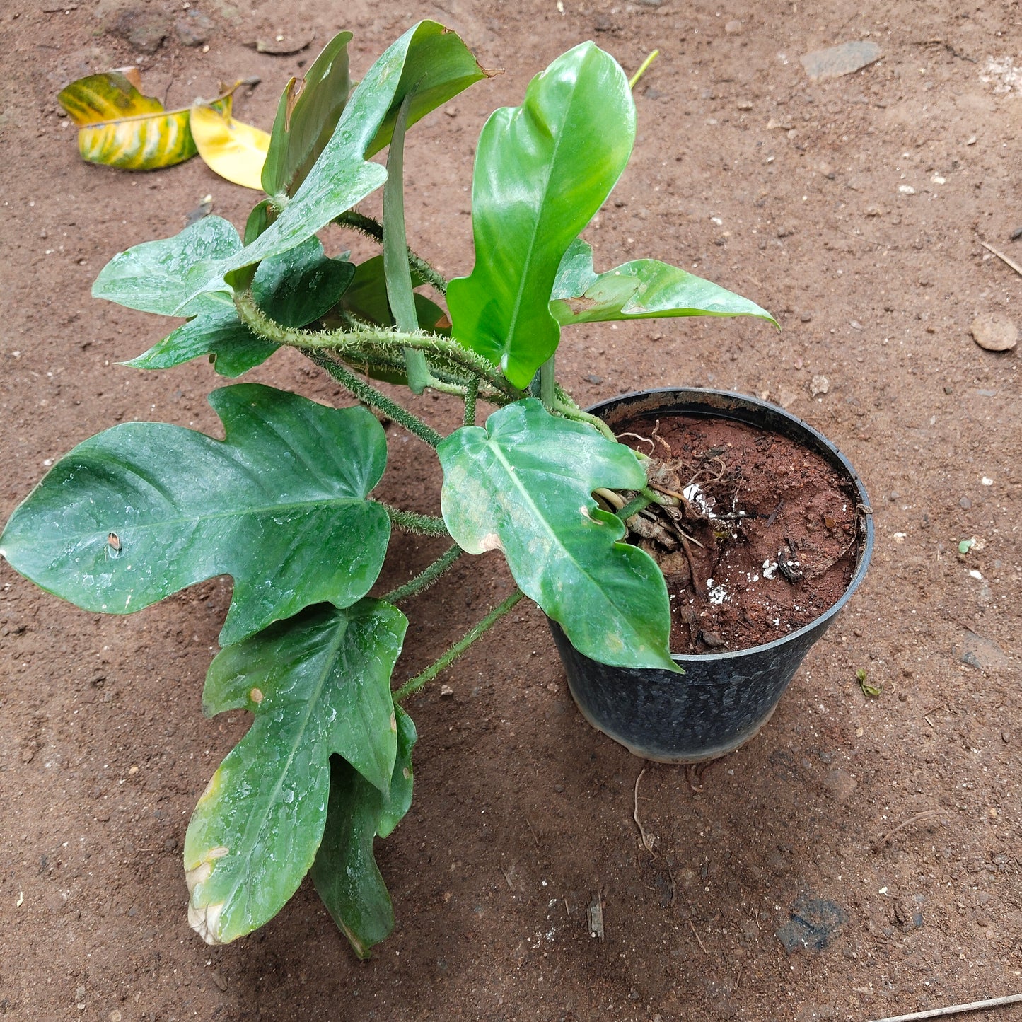 Philodendron Squamiforum