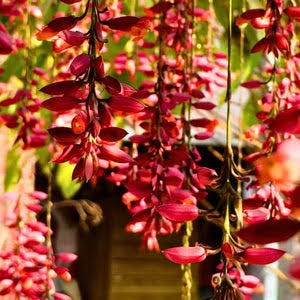 Thunbergia Coccinea