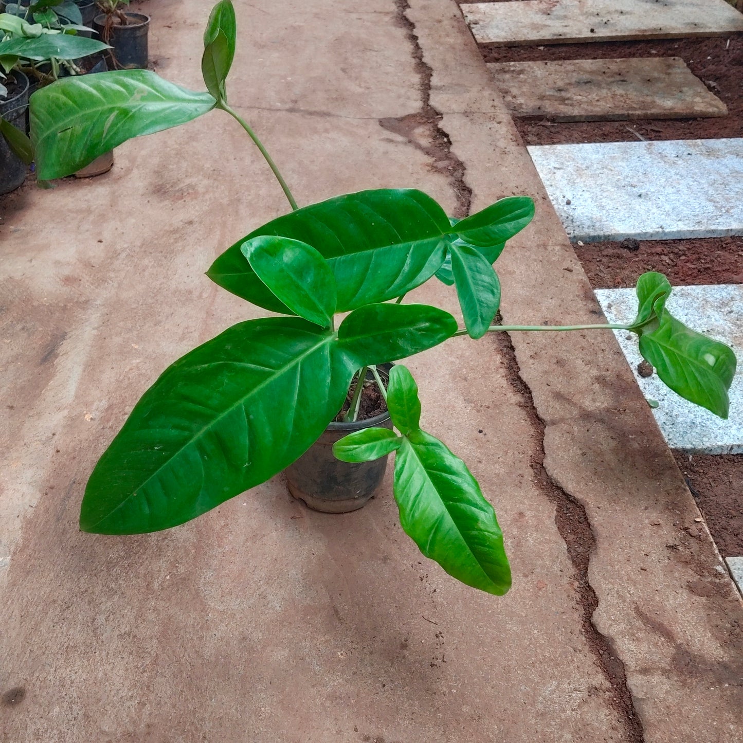 Syngonium Micky Mouse