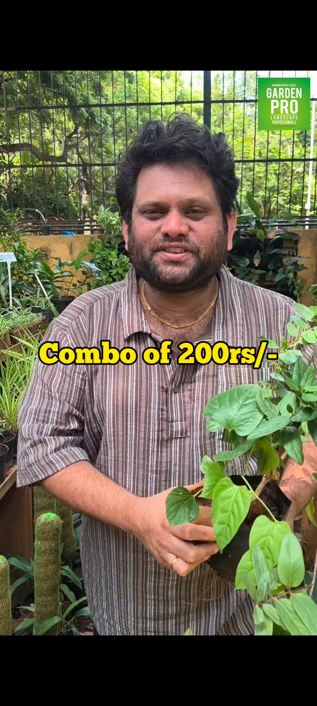 Japanese Honeysuckle+Princess Vine